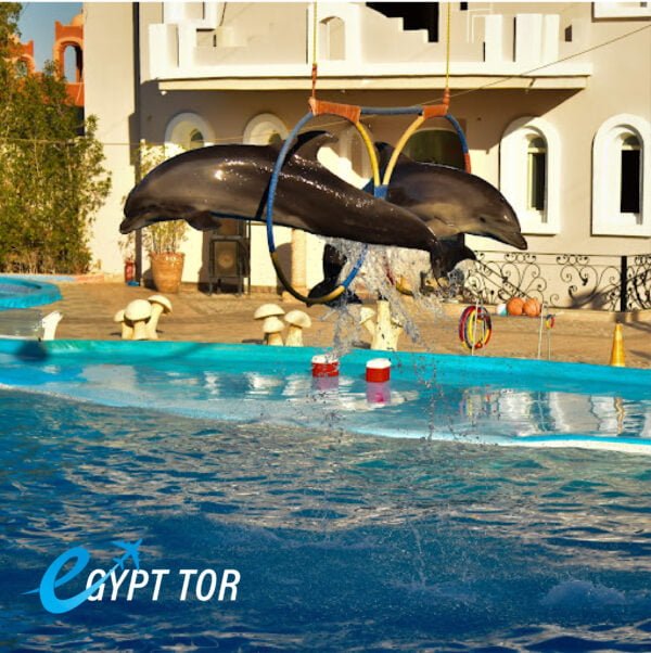 Dolphin Show sharm el sheikh