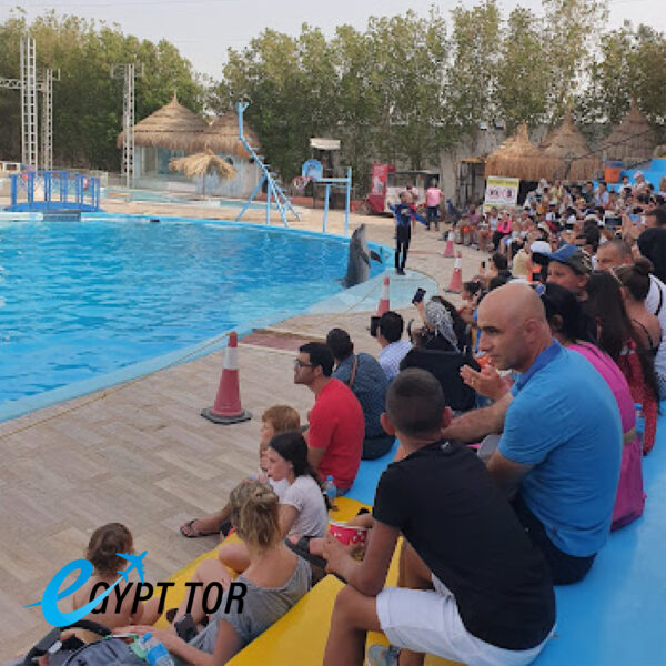 Dolphin Show Sharm El Sheikh