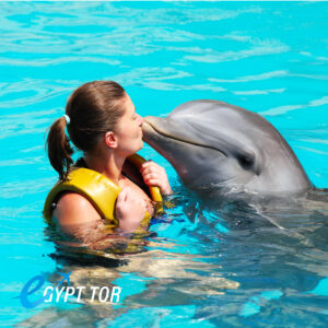 Dolphin Sharm El Sheikh Swim With Dolphins in Sharm El Sheikh |Nuota con i delfini Egypt tor | Sharm Trips