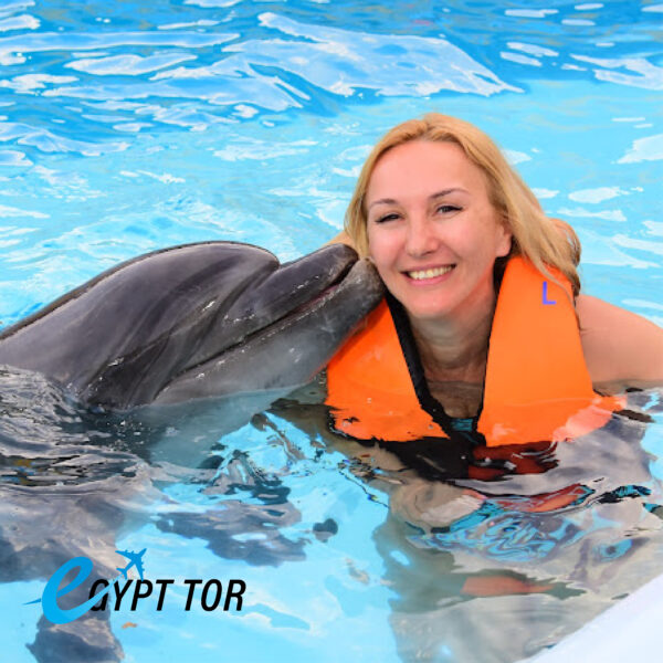 swin with dolphin sharm el sheikh | Things to do