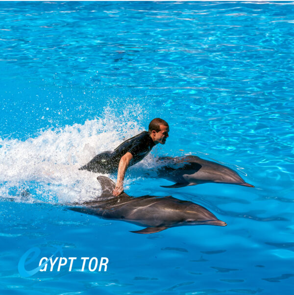 swin with dolphin sharm el sheikh egypt Swim with Dolphins Sharm El Sheikh