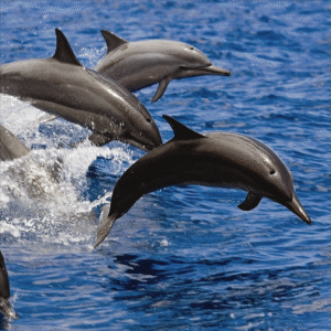 Dolphin House Hurghada