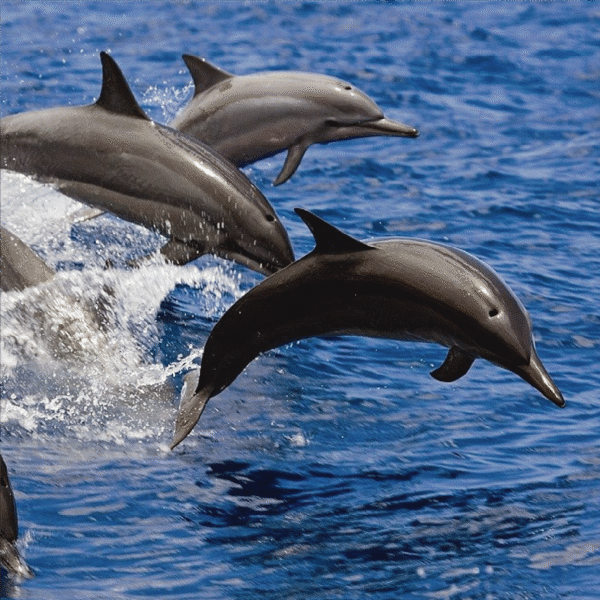 Dolphin House Hurghada